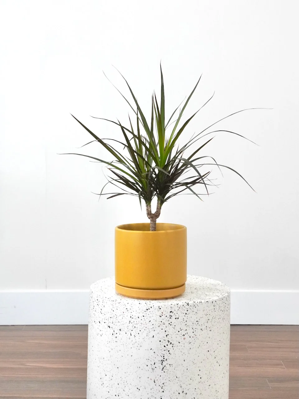 Best Selling Plants & Pots